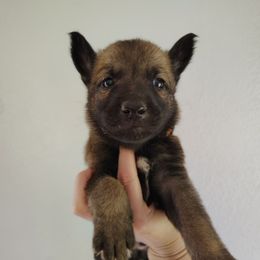 Boy 9 - Fawn sable male Belgian Malinois puppy in Marshall, Michigan from Dream K9