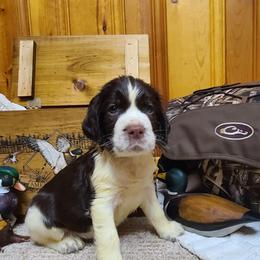 English Springer Spaniel Puppies from J&R Springers