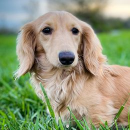 Oscar - Dachshund