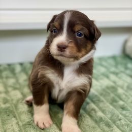 Penne - Red tri-color Australian Shepherd puppy in Salinas, California from AA Aussies