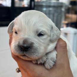 Girl 4 - Light golden female Golden Retriever puppy in Orland, California from Brownfield’s English Cream Golden Retrievers