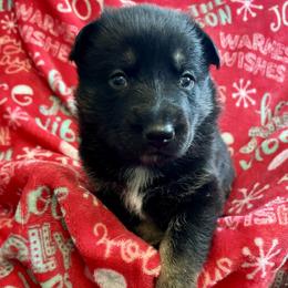 Yellow Girl - Black and tan female German Shepherd puppy in Ashland, Ohio from Peachy Puppies