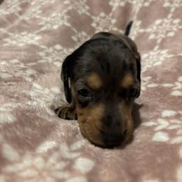 Silvia - Piebald female Dachshund puppy in Yuma, Arizona from Desert dashies