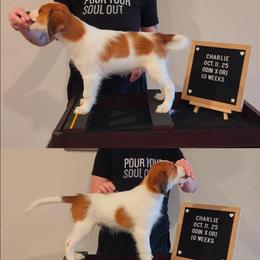 Charlie - White and red male Nederlandse Kooikerhondje puppy in Pensacola, Florida from Ragnarök Kooikerhondjes