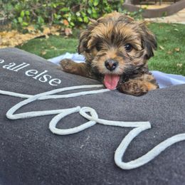 Savannah - Chocolate sable female Havanese puppy in Four Corners, Florida from Charlie’s Havanese Angels