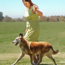 Belgian Malinois All Grown Up from Element Belgians
