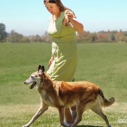 Belgian Malinois All Grown Up from Element Belgians