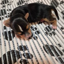 Puppy 2 - Parti male Yorkshire Terrier puppy in Newnan, Georgia from Yorkie Tales