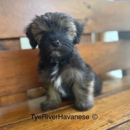 Ivy - Gold sable female Havanese puppy in Lovingston, Virginia from Tye River Havanese