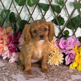 Lucy - Ruby female Cavalier King Charles Spaniel puppy in Hollywood, Florida from World Class Cavaliers