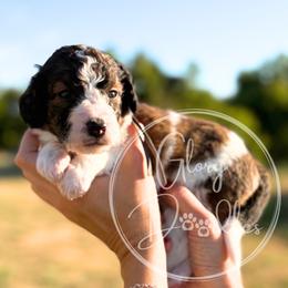 Rex - Grey - Brown and white male Bernedoodle puppy in Rockwall, Texas from Glory Doodles