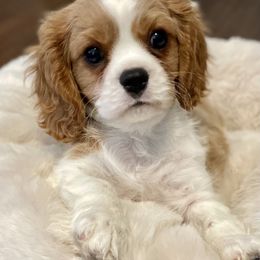 Cavalier King Charles Spaniel Puppies from Cassie’s Cavaliers