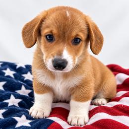 Pembroke Welsh Corgi Puppies from Soaring Eagle Corgis