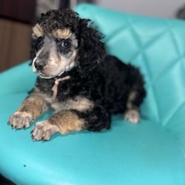 Velvet - Phantom female Poodle puppy in Toledo, Ohio from Exquisite Dalmatians & Poodles