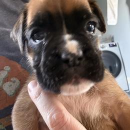 Echo - Fawn female Boxer puppy in Medical Lake, Washington from Box and Bully Estates: Boxers and Old English Bulldogs