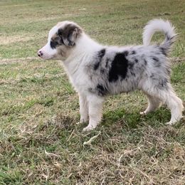 ASTRO - White and blue merle Border Collie puppy in Jonesboro, Arkansas from Hampton Border Collies