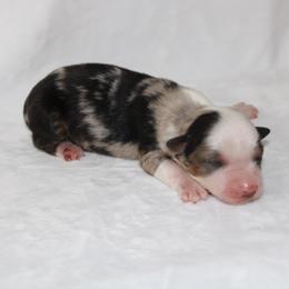 Mags - Blue merle female Miniature Australian Shepherd puppy in Powderly, Texas from Kuttin’ Up Mini Aussies