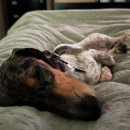 Dachshund All Grown Up from Daschund Pups