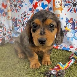 Bingo - Dapple male Dachshund puppy in Duncan, Arizona from Bootheel Doxies