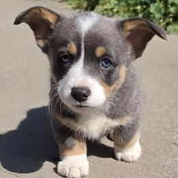 MJ - Blue female Pembroke Welsh Corgi puppy in Edwall, Washington from Lindsey's Pembroke Welsh Corgis