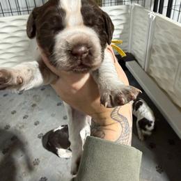 Winifred - Liver white and roan female English Springer Spaniel puppy in Ogilvie, Minnesota from V.V. Berg Kennels