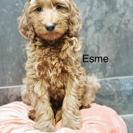 Esme - Red  female Goldendoodle puppy in Pasco, Washington from Camp Doodle Woods