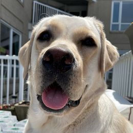 Labrador Retrievers from Labs of Woodhaven