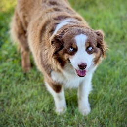 Harley - Miniature Australian Shepherd