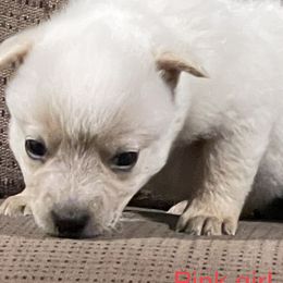 Girl 1 - Red mottled Australian Cattle Dog puppy in Eudora, Kansas from Captain’s Creek Labradors & Australian Cattle Dogs