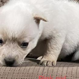 Girl 1 - Red mottled Australian Cattle Dog puppy in Eudora, Kansas from Captain’s Creek Labradors & Australian Cattle Dogs
