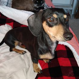 Eeva - Dachshund