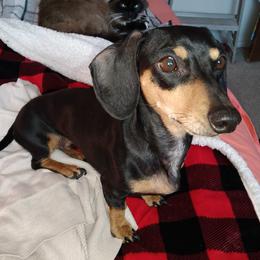 Eeva - Dachshund