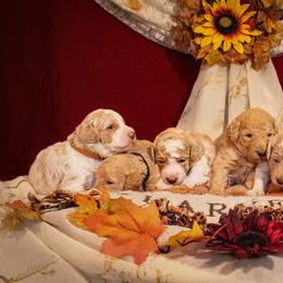 Poodle Puppies from Bella's Beauties Moyen Poodles