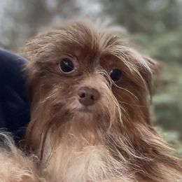 Julio - Yorkshire Terrier