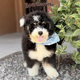 Bear - Tri-color male Bernedoodle puppy in Wickenburg, Arizona from Houskerville Doodles