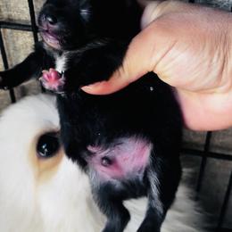 Phillip - Black and tan parti male Pomeranian puppy in Harrisonville, Missouri from Cindy's Pomeranians