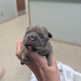 Boy 1 - Blue fawn male French Bulldog puppy in Springfield, Illinois from Paws n Claws Frenchies