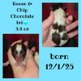 Boy 2 - Chocolate parti male Pomeranian puppy in Creswell, North Carolina from Grace's Poms🐾💕