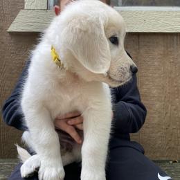 Golden Retriever puppies from Risa’s Goldens