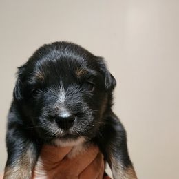 Boy 3 - Australian Shepherd puppy in Ogden, Utah from Rafter H Aussies