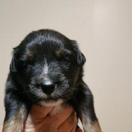 Boy 3 - Australian Shepherd puppy in Ogden, Utah from Rafter H Aussies