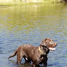 Labrador Retriever Puppies from Una Palma Kennels