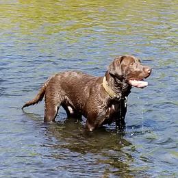 Labrador Retriever Puppies from Una Palma Kennels