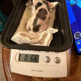 Andes - Dapple male Dachshund puppy in Irving, Texas from DFW Dachshunds by G & S