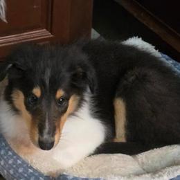 Aphrodite - Black white and tan female Collie puppy in Yukon, Oklahoma from ColliesOklahoma