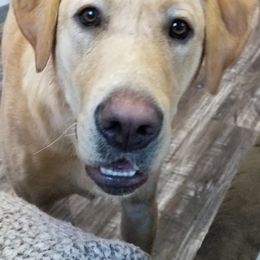 Labrador Retriever Puppies from Una Palma Kennels