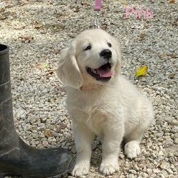 Golden Retriever Puppies from Risa’s Goldens