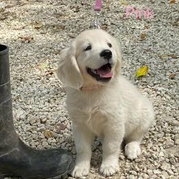 Golden Retriever Puppies from Risa’s Goldens