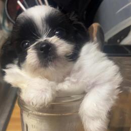 Bubbles - Parti female Maltipoo puppy in Long Island, New York from Minipaws kennel