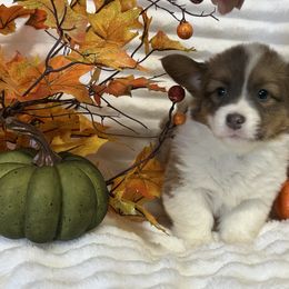 Pumpkin - Sable and white female American Corgi puppy in Hico, Texas from Chisholm Trail Kennels